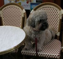dog sat on chair